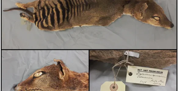首次实现对灭绝动物RNA测序、启函生物完成超亿元融资 | 基因简报246期
