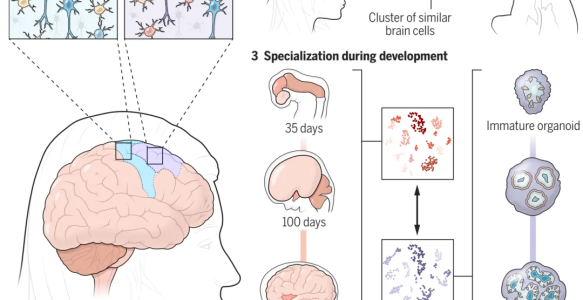 泛生子签署私有化协议、Science专题发布迄今最全人类脑细胞图谱 | 基因简报248期