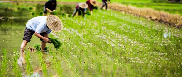 将基因技术种在大地上：生物育种与粮食安全
