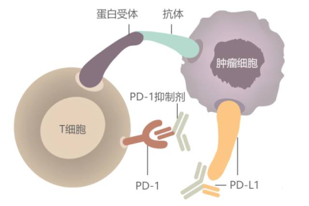 这家基因检测公司，要做10000例肿瘤精准免疫检测计划 | 明日之星02期