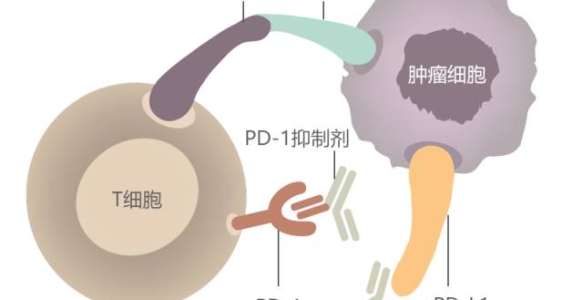 这家基因检测公司，要做10000例肿瘤精准免疫检测计划 | 明日之星02期