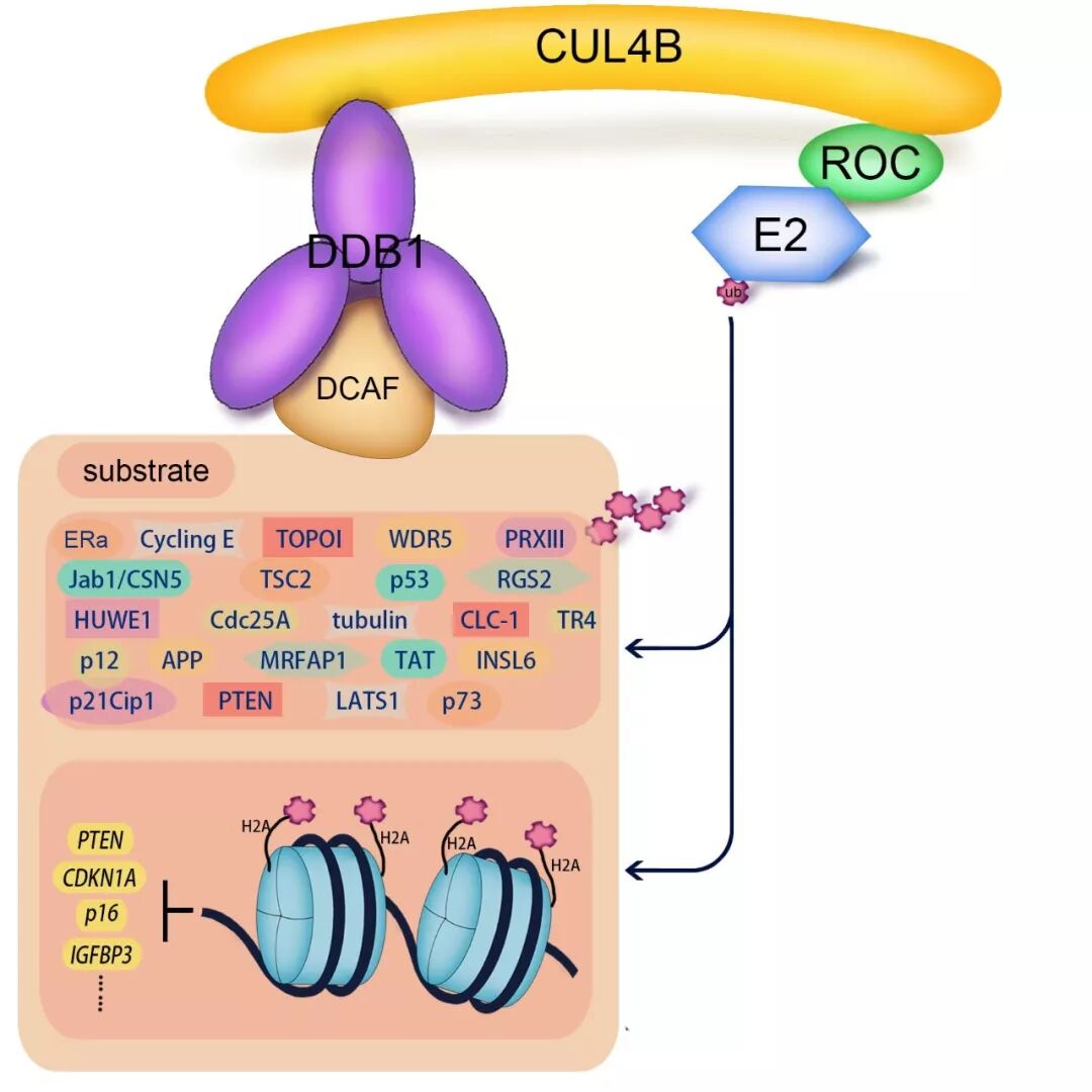 eicZhoGYCfybsxwoGwBOk6xicDianaDN2mL1fCtmRrEJcz9PONT9F1fUxO2eYHUsyOYibEEkbtLNBp2WSrrznaGelw